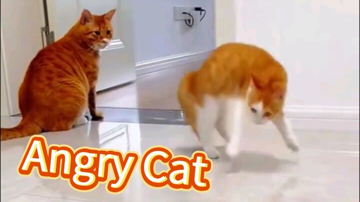 Angry Cates
