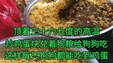 120多只狗狗同时吃上炒鸡蛋