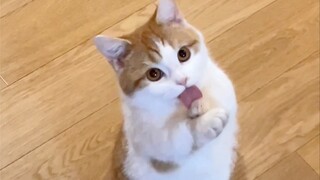 ตัวถังแมวขาสั้นจะมั่นคงแค่ไหน?
