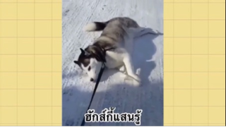 เพื่อนตัวน้อย สัตว์เลี้ยงแสนซน : ฮักส์กี้แสนรู้