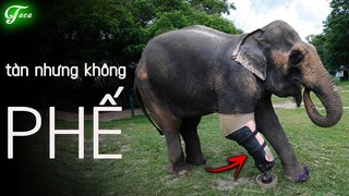 Chú Voi Này Dùng Chân Giả!!! Những Động Vật Tàn Nhưng Không Phế