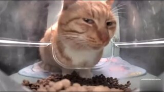 🐱Halo, Fresh Brother🐱