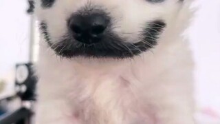 white dog