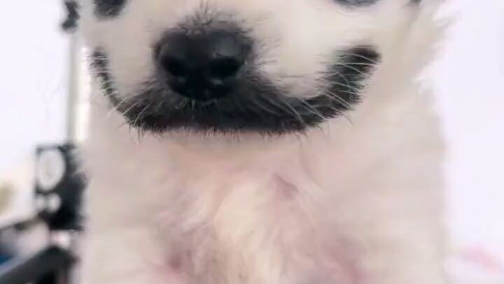 white dog