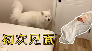 小婴儿第一次回家见姐姐，萨摩耶软糖不为所动，麻糬：又一只猪？【两个人一条狗】