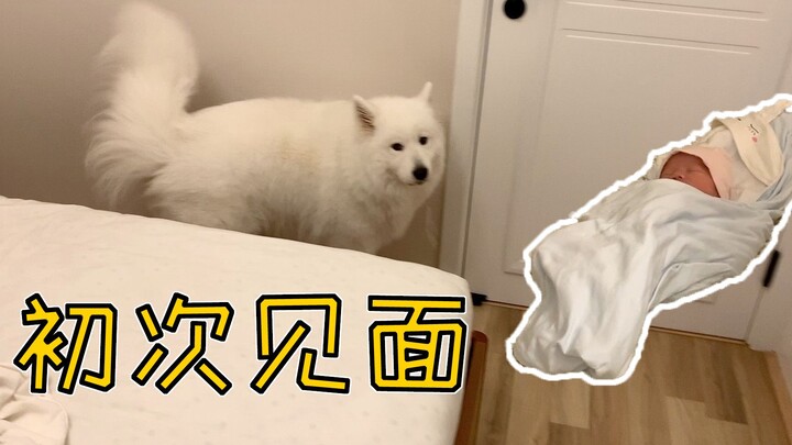 小婴儿第一次回家见姐姐，萨摩耶软糖不为所动，麻糬：又一只猪？【两个人一条狗】