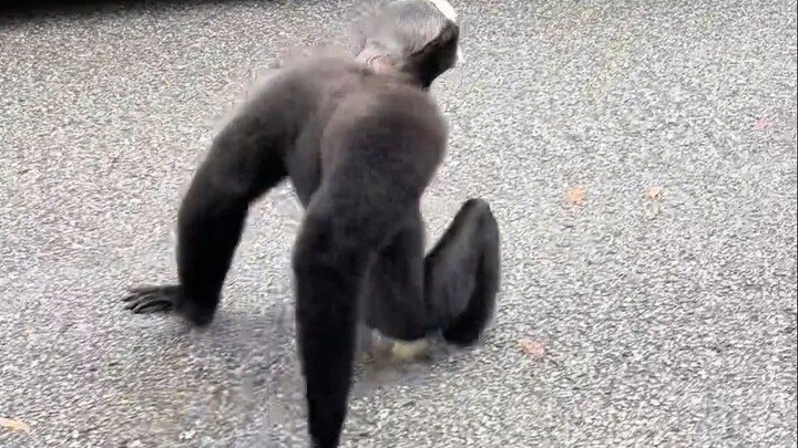 The gibbon’s astonishing flexibility will truly amaze you!