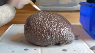 A hedgehog covered in asphalt was on the verge of death, but a kind lady at the rescue station helpe