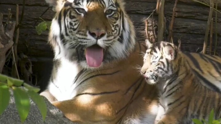 “Mom hasn’t hit me in three minutes…” The world’s naughtiest little tiger. A monkey reincarnated?