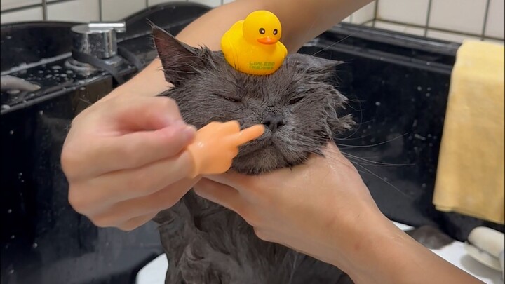 Dầu gội và chăm sóc cho mèo màu xanh thiên thần