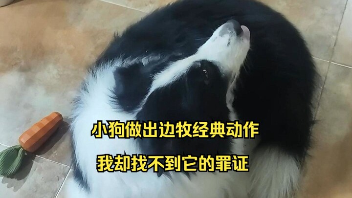 The border collie messed up, but I can’t find any proof of its wrongdoing—what should I do?!