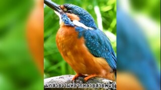 นกสวยงามหลากหลายสายพันธุ์