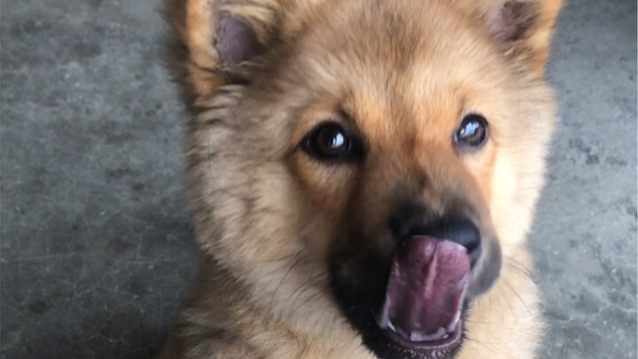 Hahaha, anjing yang paling nikmat menikmati bubur putih di seluruh internet!