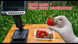 ZOOM 1000X: ADA MAKHLUK ANEH TRANSPARAN pada BUAH STRAWBERRY 🍓