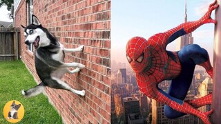 Try not to laugh - Compilation of Funny Pet Reactions| Pets Kingdom