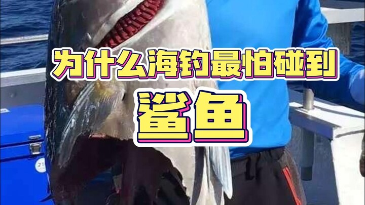 为什么海钓大家最怕钓到鲨鱼？