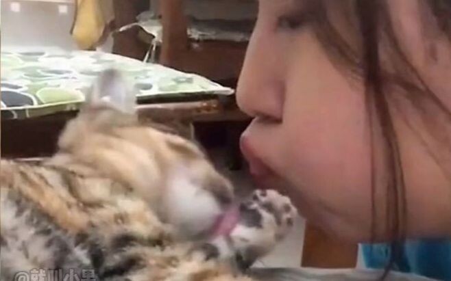 Những hành vi kém lịch sự của mèo: tổn thương thì ít, nhưng sự xúc phạm lại cực kỳ lớn!