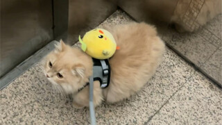 Daily Cat Walking Routine: Who Doesn't Love a Cute Butt and Tender Coconut?