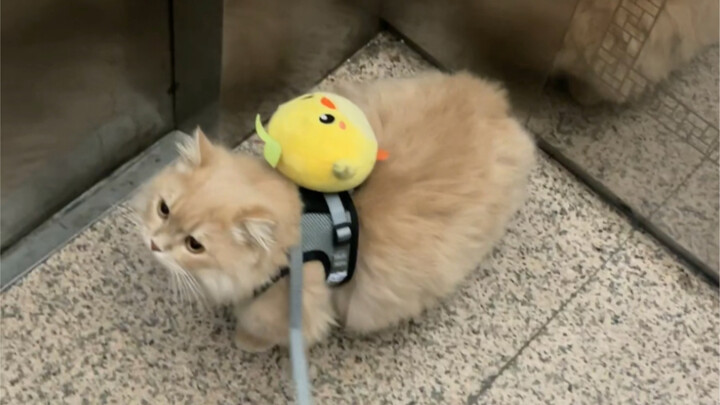 遛猫日常之翘屁嫩椰谁不爱