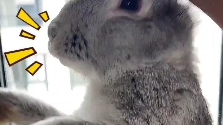 กระต่ายตัวแรก: กรุณาป้อนข้อความ