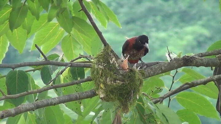 Sarang burung ini menjulang tinggi di atas pohon sulit di jangkau