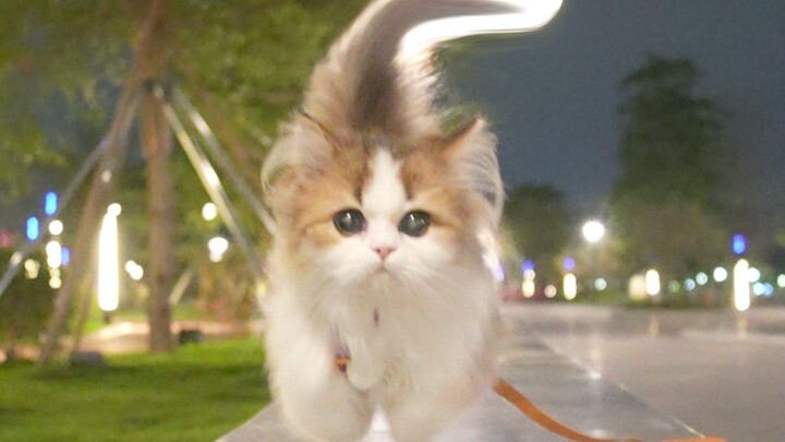 Kucing berkaki pendek nggak bisa lari kencang? Malah bisa terbang, loh!