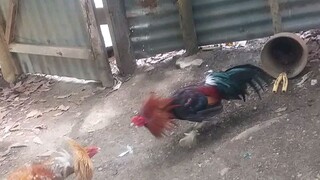 spar mna tau...