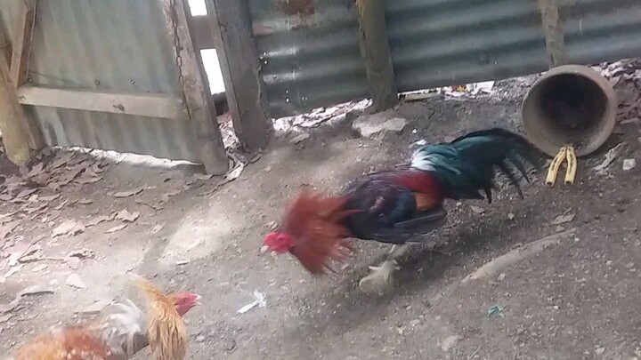 spar mna tau...