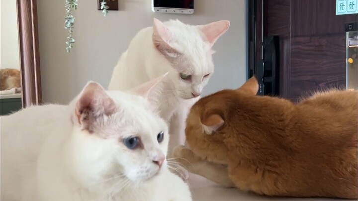 How hypocritical can a cat be?