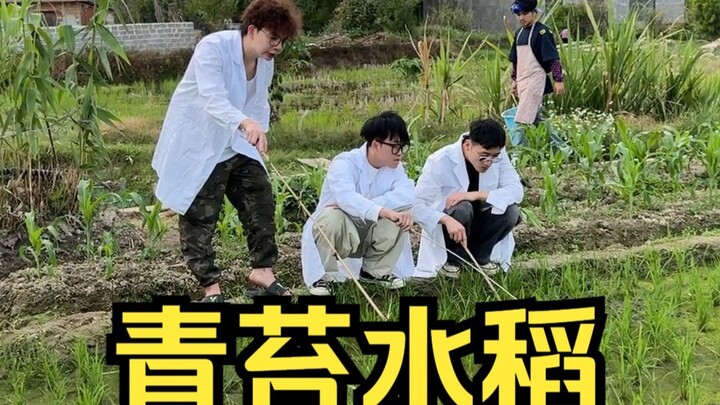 种水稻是不可以拔苗助长的