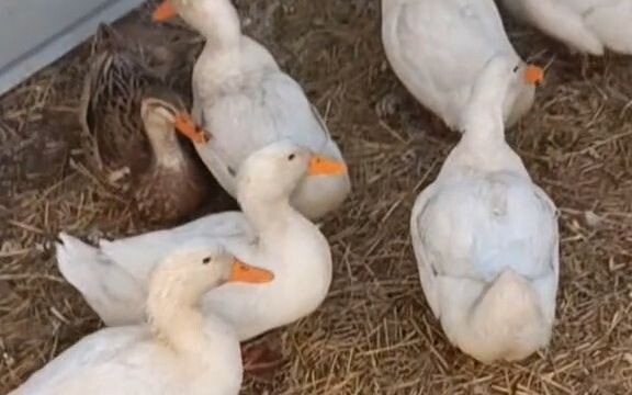 أنا المهندس الحامل للسكين، القلب بالقلب!