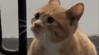 No way—who taught you guys to call it that?