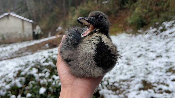A Little Black Duck Has Arrived in the Snow!