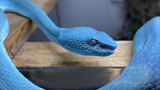 [Animals]What a beautiful pure blue trimeresurus stejnegeri!
