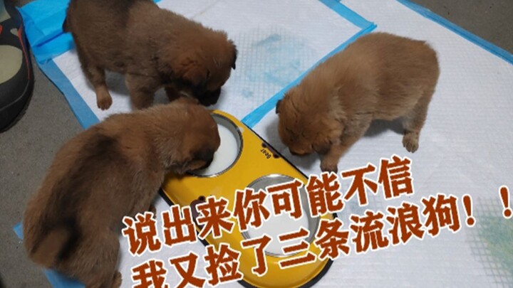 Anjing pembawa rezeki?? Mungkin aku bakal jadi kaya raya!!! Si konten kreator lagi-lagi menemukan ti