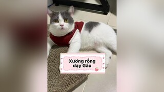 Sợ đi mà anh Gấuuuu chiecmeotengau mèo voiceeffects xuhuong fyp TVSHOWHAY