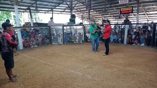 Sabungan Ng DAO swerti lagi naka red si nedla ah panalo Naman