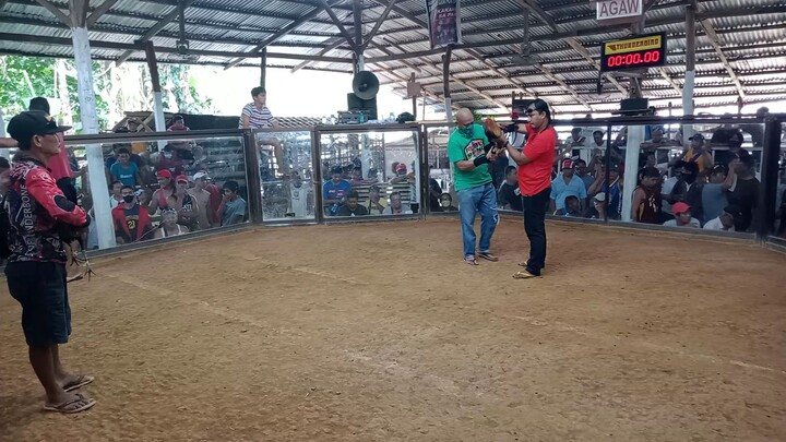 Sabungan Ng DAO swerti lagi naka red si nedla ah panalo Naman