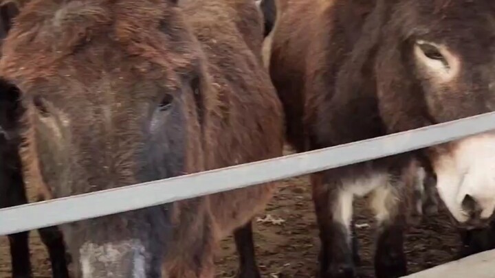 There’s also a power leak at the donkey’s house.