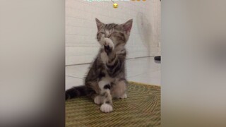 Lewww đồ ngủ nướng.... 12h Pi mới rửa mặt 😂😂😂😂😂pi meocute meow cat tiktok xuhuong