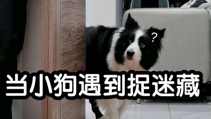 We’re both eating the same dog food—so what on earth went wrong with you, Number 500?!