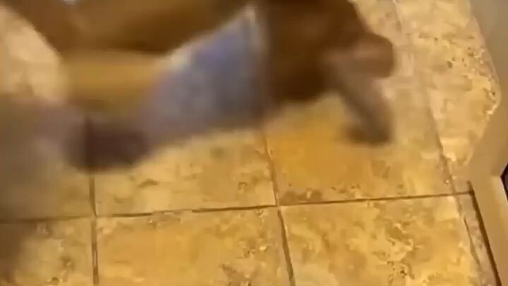 Pusa