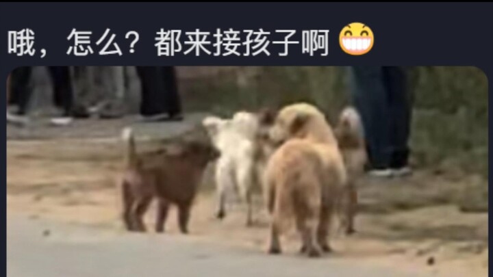Does every kid in your village get picked up by a dog?