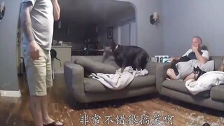 Come on, puppy, give him the whole life! Go, ignore