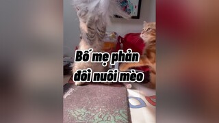 ai đã từng bị bố mẹ phản đối nuôi mèo giống tôi không :)))) cat mèo ChaoNamConTrau ￼