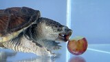 Alligator snapping turtle having grapes