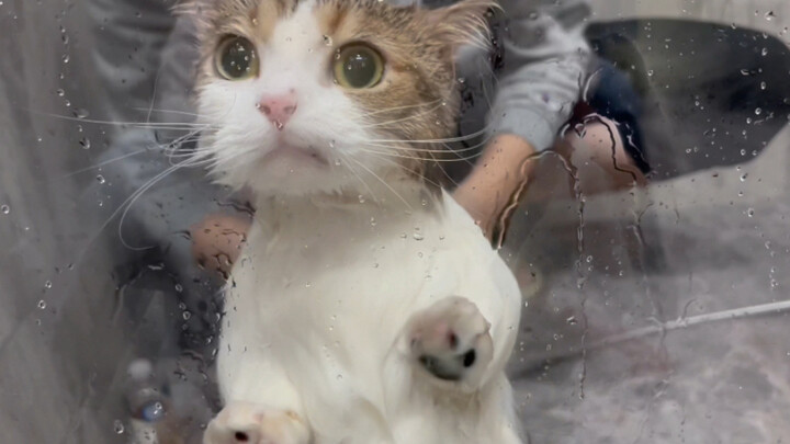 What is it like to have a cat that is very good at bathing?