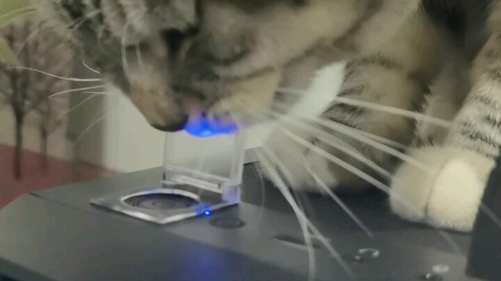 Karena kucing menekan tombol power PC‑ku, jadi aku beli casing pelindung—tapi ternyata kucing tetap 