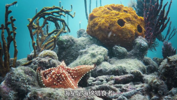 住在海绵宝宝里的鼓虾