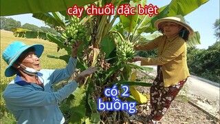 Tư đi chài cá gặp cây chuối đặc biệt có hai buồng